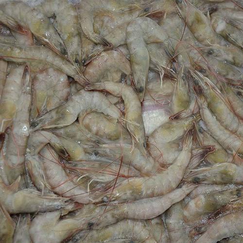 新鲜冷冻虾、纯天然基围虾、大头虾、无污染绿色食品