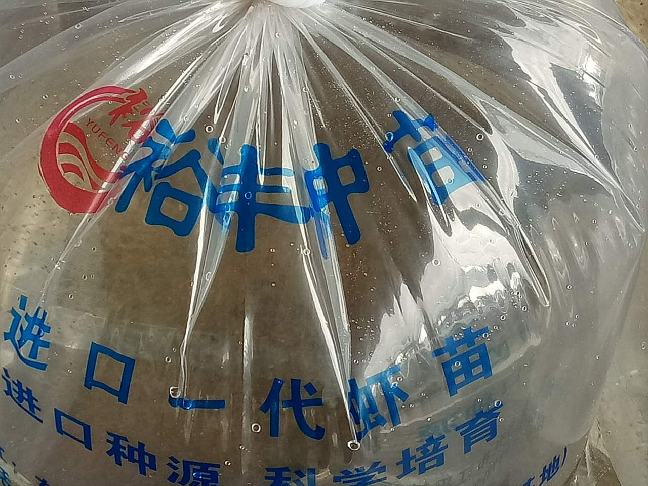 常年供应高品质虾苗、批发、可送货上门