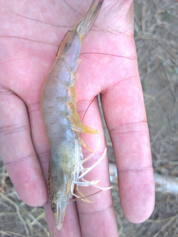 南美白对虾的18种病害，解剖与分析