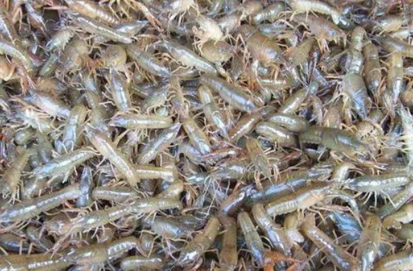 四五月份龙虾养殖户如何做好前期疾病害预防工作