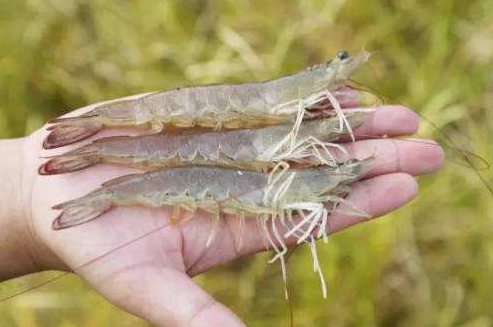 南美白对虾养殖过程中的浮头问题