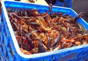 2016年6月14日珠海江门对虾塘口收购价格