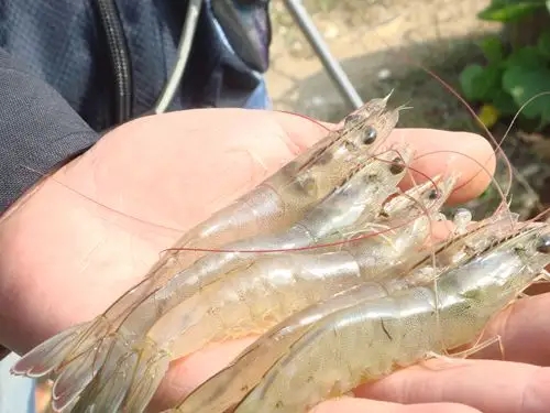 水虾养殖