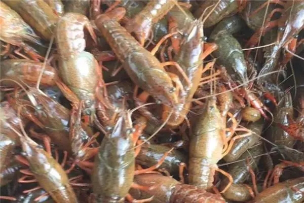 如何养殖小龙虾的方式准备以及管理