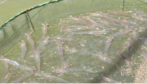 南美白对虾淡水养殖技术， 养虾要注意那些问题？
