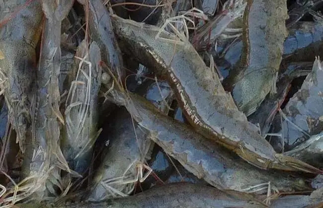 适合人工养殖的淡水虾有哪些？