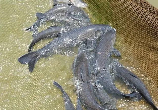 青鱼的养殖技术，养殖青鱼要注意哪些问题?