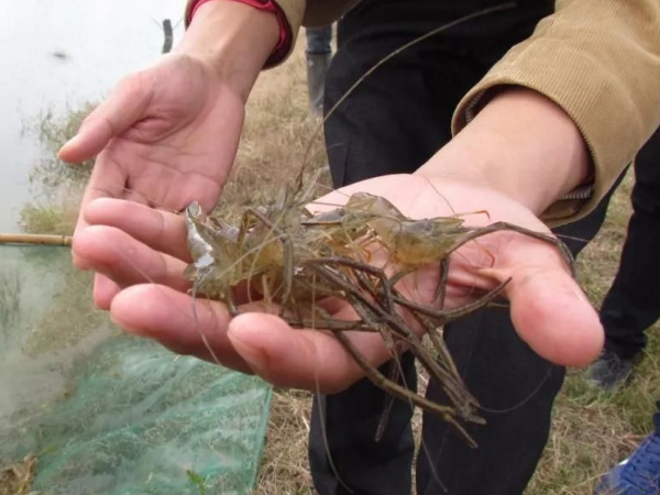 河虾养殖技术(河虾如何养)，河虾跟黑壳虾区别