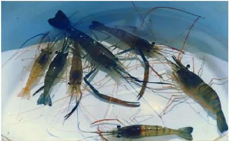 淡水虾怎么养殖技术？常见的淡水虾实用方法