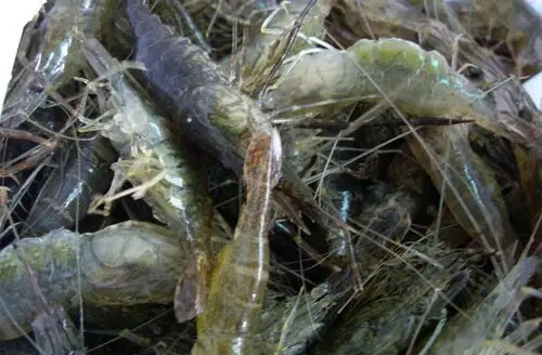 青虾高密度养殖方法有哪些？青虾养殖技术详解