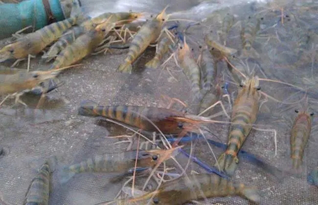 养虾需要什么条件和技术，淡水虾养殖新技术