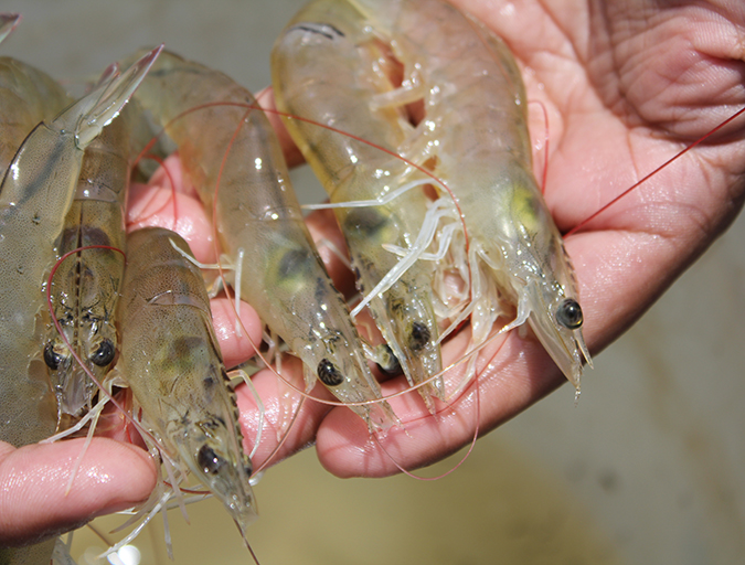 水产养殖南美白对虾技术，南美白对虾养殖密度