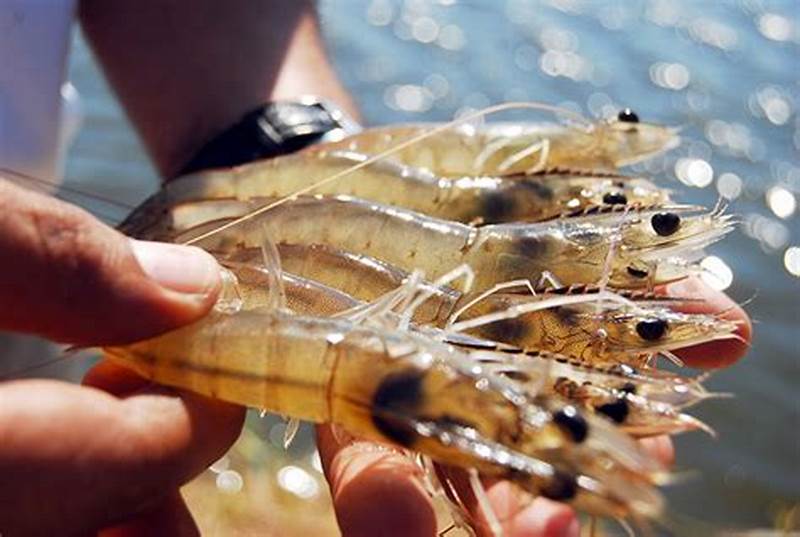 淡水河虾怎样养殖，淡水虾的养殖
