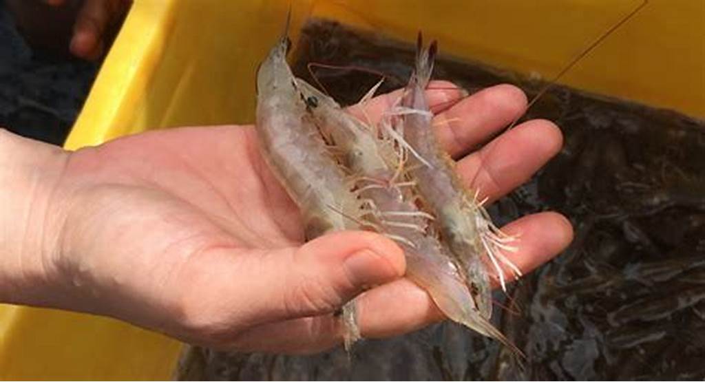 养淡水虾需要什么条件，淡水养虾实用技术