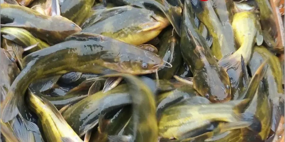 养黄骨鱼怎么养，黄骨鱼的饲养方法与喂食