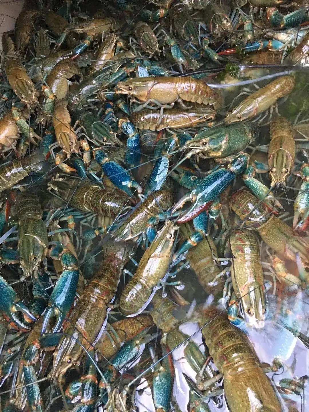 淡水龙虾养殖周期多久， 罗氏沼虾养殖技术