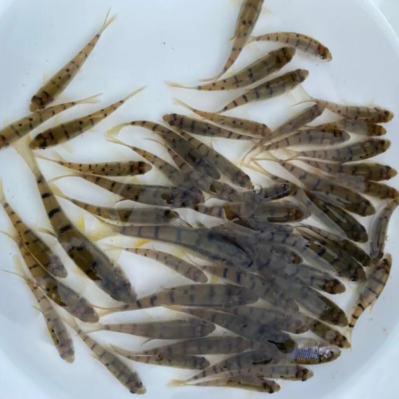 石斑鱼怎么养，淡水石斑鱼养殖技术和环境