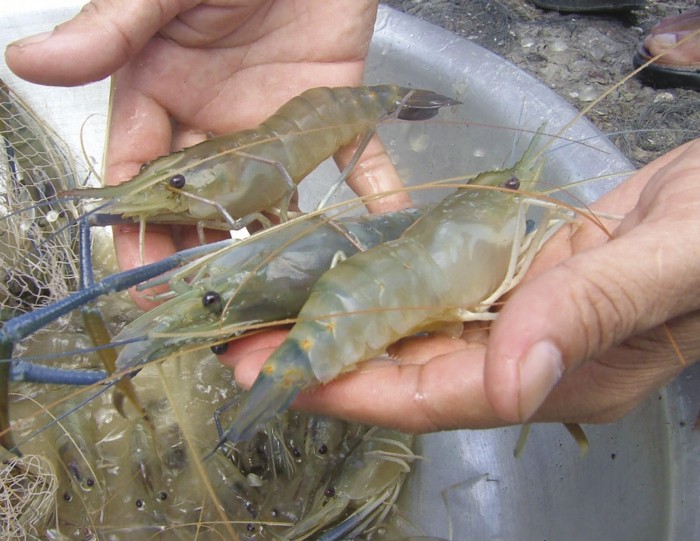 南美白对虾淡水养殖条件，南美白对虾生活环境