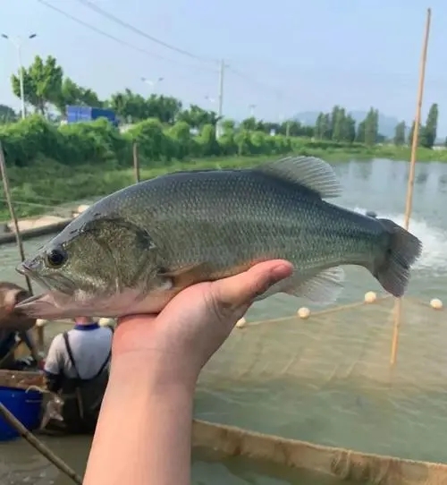 工厂化高密度淡水鲈鱼养殖技术？工厂化养鲈鱼流程