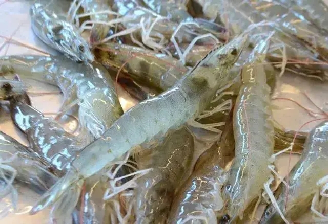 如何饲养基围虾，养基围虾需要什么条件