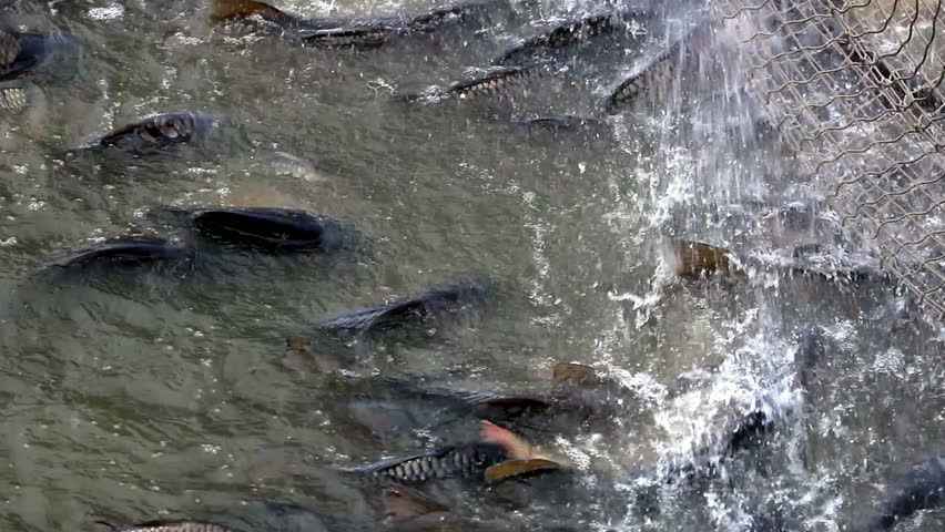 淡水鱼怎么养，淡水鱼养殖技术