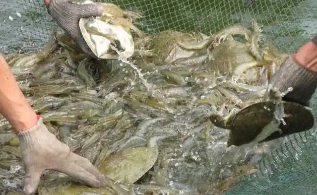水鱼养殖方法与技术养殖水鱼的水质要求