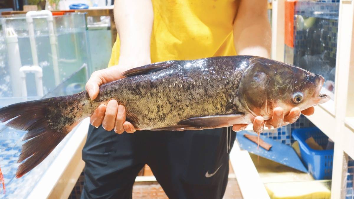 养大头鱼的水有什么要求，大头鱼养殖饲料