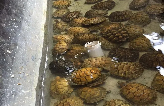 乌龟养殖