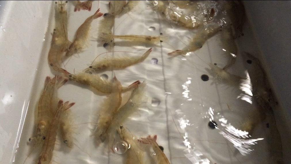 淡水虾养殖
