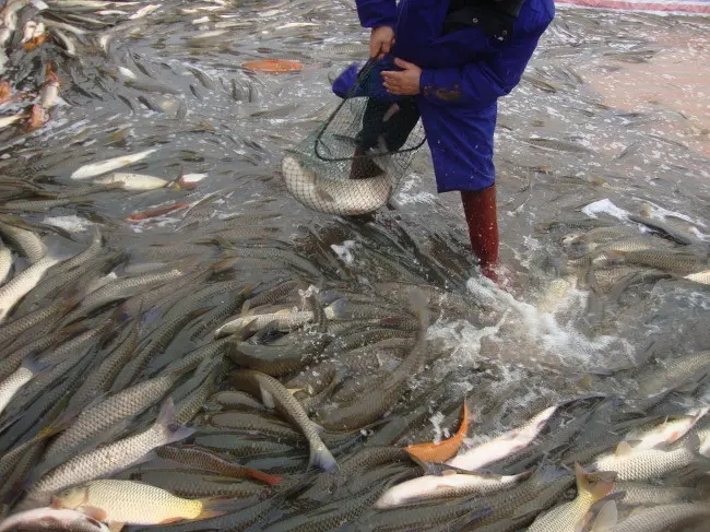 淡水鱼养殖技术