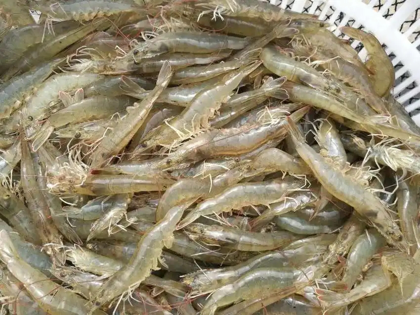 淡水养虾