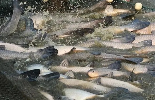 养青鱼喂什么食最好？青鱼成鱼养殖技术