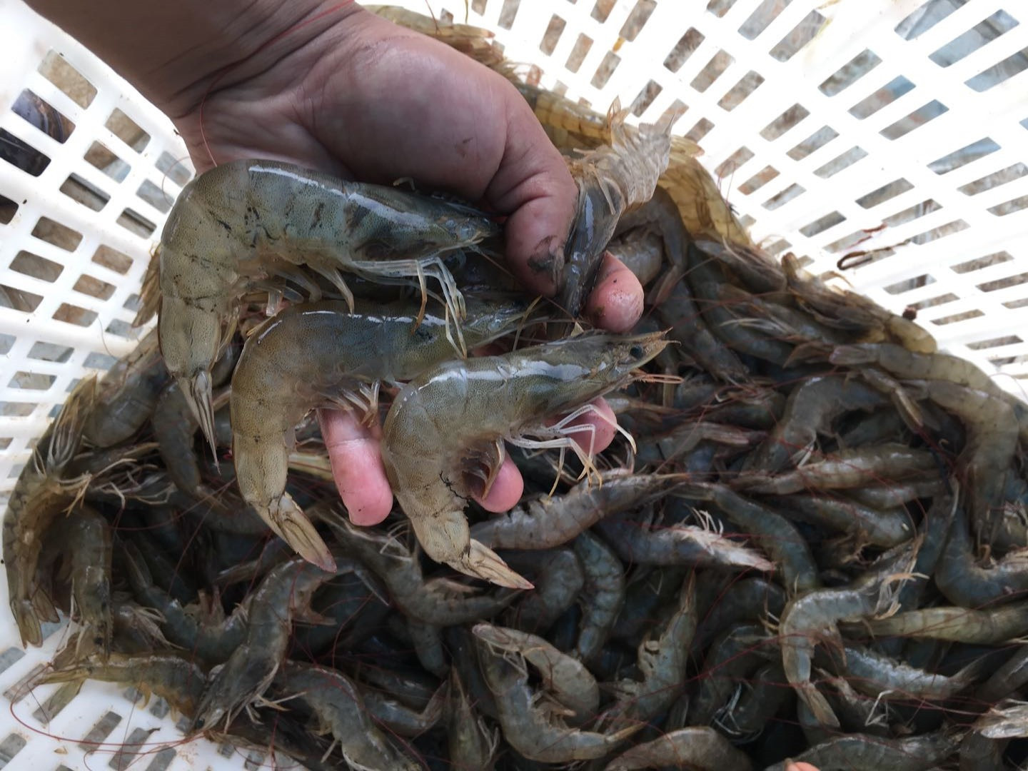 淡水养殖南美白对虾的最新技术，水产养殖方法