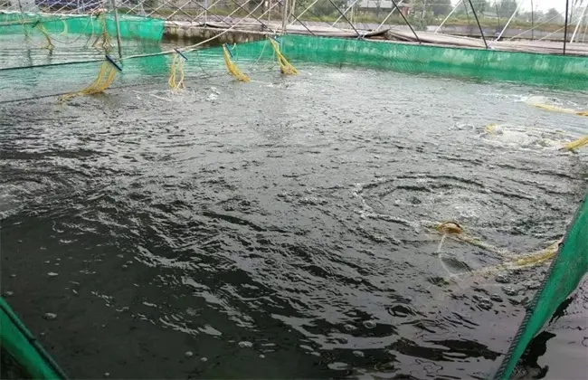 鲈鱼养殖条件水质标准，加州鲈鱼养殖技术
