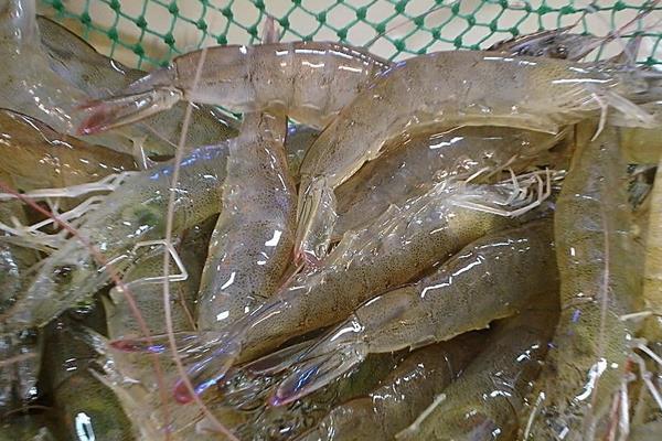 养虾技术和方法，对虾和青虾的区别
