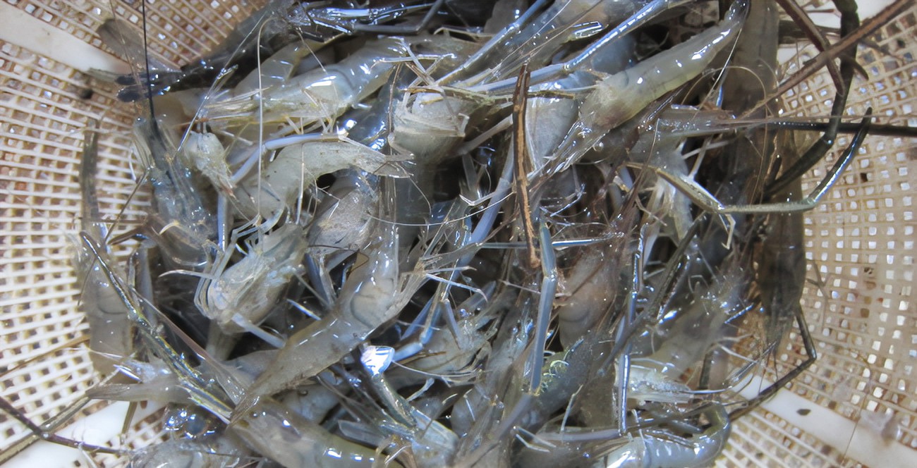 如何养青虾 ，青虾养殖技术详解