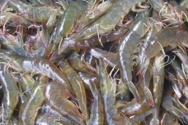 南美白对虾养殖技术要点