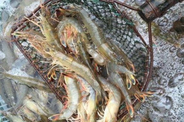 青虾养殖的方法和技术