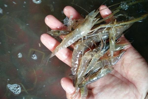 河虾养殖技术方法，人工养殖河虾技术
