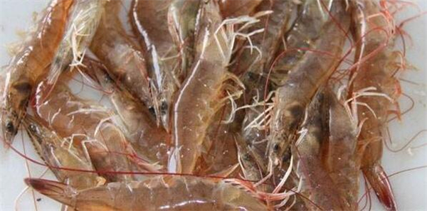 养虾为什么会红体，对虾红体病症状