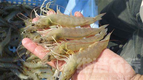 南美白对虾怎么养，南美对虾养殖和对水质的要求