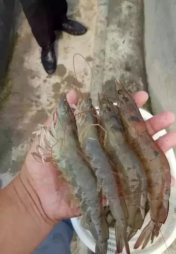 淡水南美白对虾怎么养，对虾养殖技术