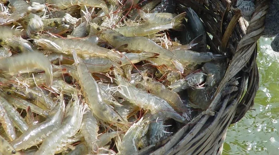养殖对虾喂什么，养虾维生素的作用