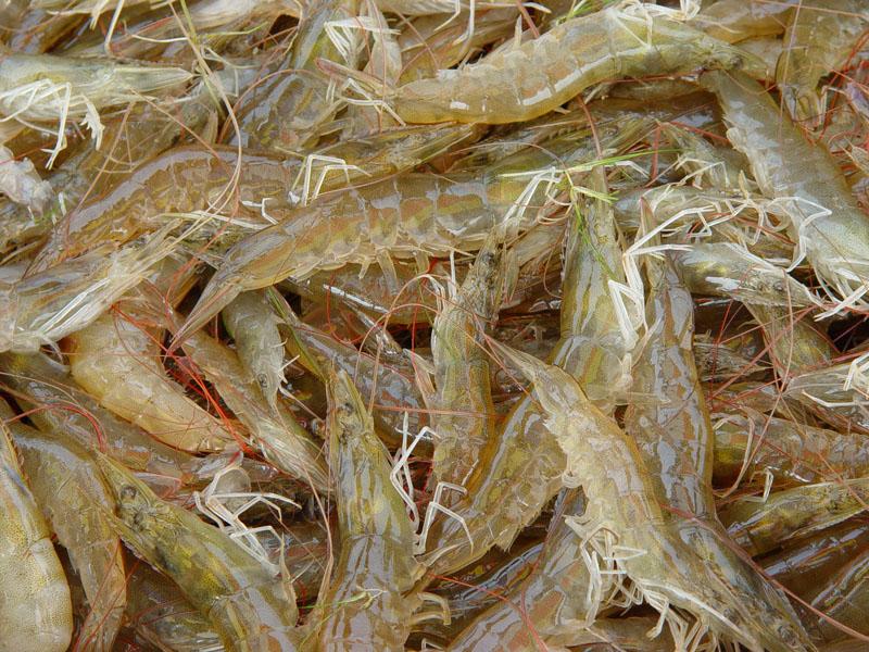 对虾肠炎原因有哪些？南美白对虾养殖 技术