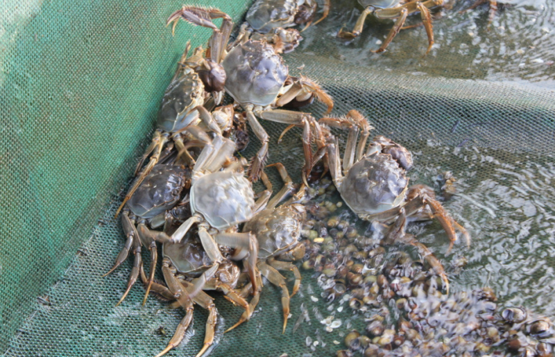 淡水大闸蟹怎么养殖，池塘螃蟹养殖技术大全
