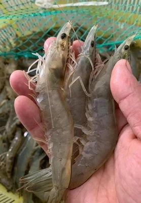 怎么养虾生长速度快，对虾的养殖技巧与管理