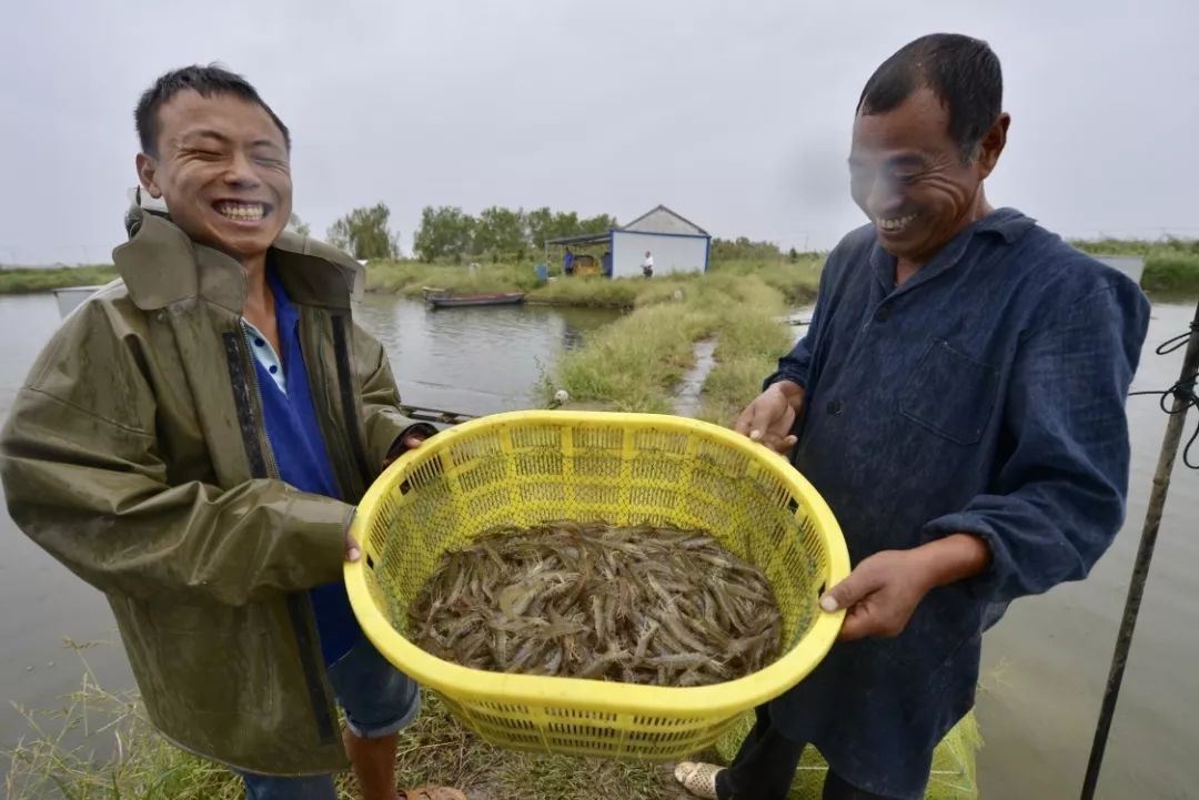 怎么养虾脱壳.png