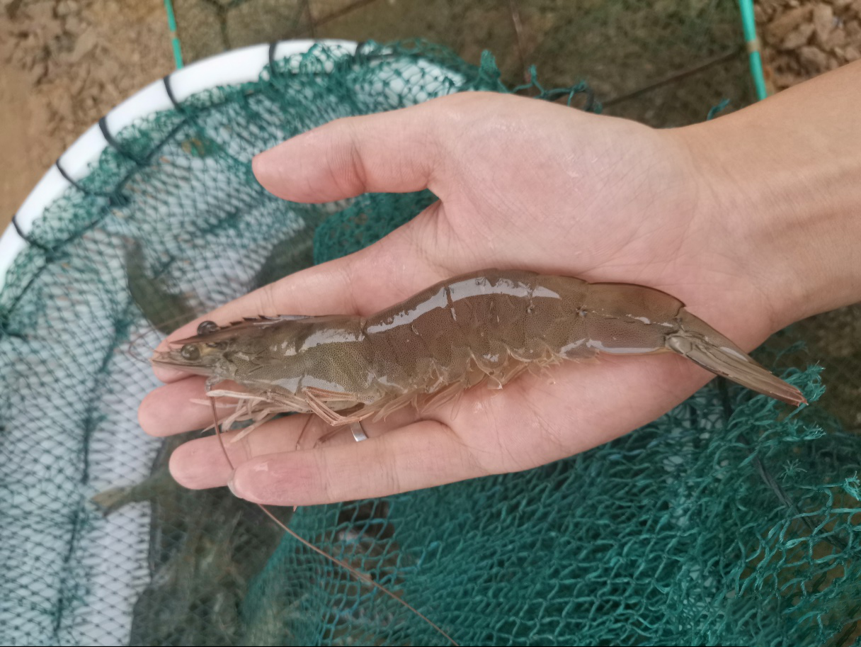 预防对虾烂鳃、白斑的措施方法