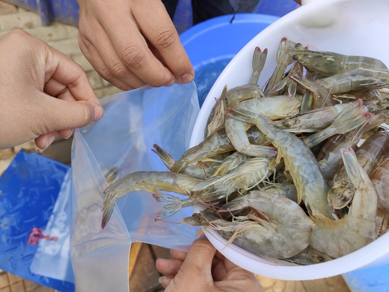 对虾肠炎怎么办.jpg
