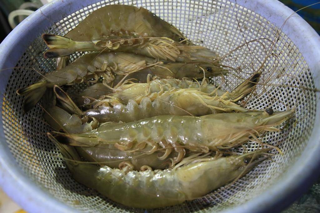 虾体有黑斑怎么解决呢